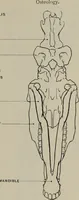 An illustration from Modelling; a guide for teachers and students (1902)