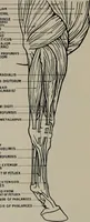 An illustration from Modelling; a guide for teachers and students (1902)