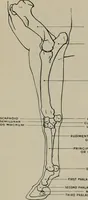 An illustration from Modelling; a guide for teachers and students (1902)