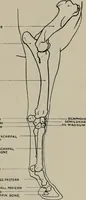 An illustration from Modelling; a guide for teachers and students (1902)