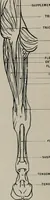 An illustration from Modelling; a guide for teachers and students (1902)
