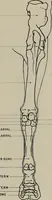 An illustration from Modelling; a guide for teachers and students (1902)