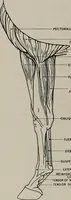 Picture 36 of 225 from Modelling; a guide for teachers and students (1902), leaf 79