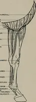 Picture 37 of 225 from Modelling; a guide for teachers and students (1902), leaf 79