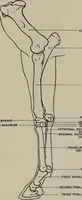 An illustration from Modelling; a guide for teachers and students (1902)