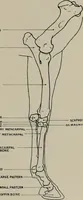 Picture 39 of 225 from Modelling; a guide for teachers and students (1902), leaf 80