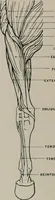 An illustration from Modelling; a guide for teachers and students (1902)