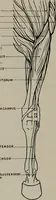 An illustration from Modelling; a guide for teachers and students (1902)