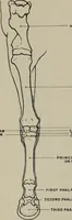 Picture 42 of 225 from Modelling; a guide for teachers and students (1902), leaf 82