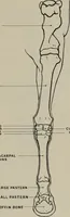 An illustration from Modelling; a guide for teachers and students (1902)