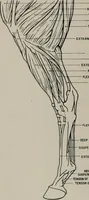 An illustration from Modelling; a guide for teachers and students (1902)