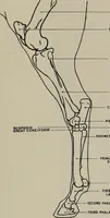 An illustration from Modelling; a guide for teachers and students (1902)