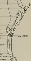 Picture 47 of 225 from Modelling; a guide for teachers and students (1902), leaf 84