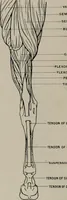 Picture 48 of 225 from Modelling; a guide for teachers and students (1902), leaf 85