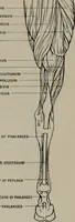 Picture 49 of 225 from Modelling; a guide for teachers and students (1902), leaf 85