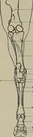 An illustration from Modelling; a guide for teachers and students (1902)