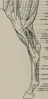An illustration from Modelling; a guide for teachers and students (1902)
