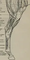 An illustration from Modelling; a guide for teachers and students (1902)