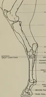 Picture 53 of 225 from Modelling; a guide for teachers and students (1902), leaf 88