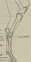 An illustration from Modelling; a guide for teachers and students (1902)