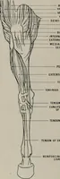 Picture 55 of 225 from Modelling; a guide for teachers and students (1902), leaf 89