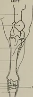 An illustration from Modelling; a guide for teachers and students (1902)