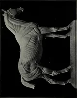 An illustration from Modelling; a guide for teachers and students (1902)
