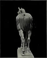 Picture 62 of 225 from Modelling; a guide for teachers and students (1902), leaf 98