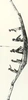 Picture 42 of 89 from Models of ships and boats (1913), leaf 212