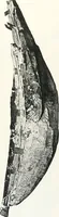 Picture 52 of 89 from Models of ships and boats (1913), leaf 226