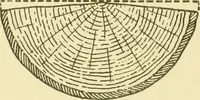 An illustration from Modern cabinet work, furniture & fitments; an account of the theory & practice in the production of all kinds of cabinet work & furniture with chapters on the growth and progress of design and construction; illustrated by over 1000 practical workshop drawings, photographs & original designs (1922)
