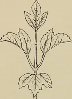 An illustration from Modern dwellings in town and country adapted to American wants and climate with a treatise on furniture and decoration (1878)
