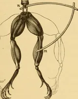 An illustration from Modern electricity and magnetism, theoretically and practically considered (1885)