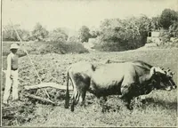 An illustration from The modern gas tractor, its construction, utility, operation and repair: a practical treatise defining every branch of up-to-date gas tractor engineering, driving and maintenance in a non-technical manner. Considers fully all types of power plants and their components, methods of drive and speed changing mechanisms. Describes design and construction as well as practical application of tractors in the field (1919)