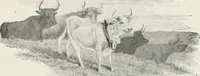 An illustration from Modern illustration (1895)