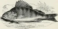 An illustration from Modern illustration (1895)