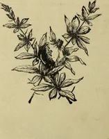 An illustration from Modern magic. : A practical treatise on the art of conjuring. (1885)
