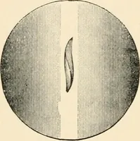 An illustration from Modern microscopy; a handbook for beginners and students (1912)