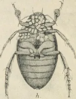 An illustration from Modern microscopy; a handbook for beginners and students (1912)