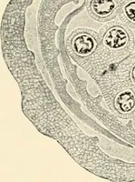 An illustration from Modern microscopy; a handbook for beginners and students (1912)