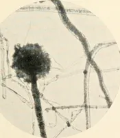 An illustration from Modern microscopy; a handbook for beginners and students (1912)