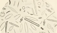 An illustration from Modern microscopy; a handbook for beginners and students (1912)