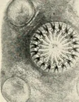 An illustration from Modern microscopy; a handbook for beginners and students (1912)