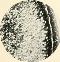 An illustration from Modern microscopy; a handbook for beginners and students (1912)