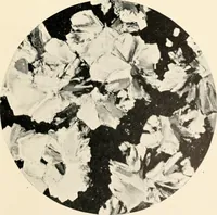 An illustration from Modern microscopy; a handbook for beginners and students (1912)
