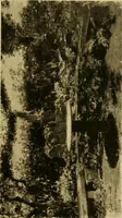An illustration from Modern paintings by German and Austrian masters (1916)