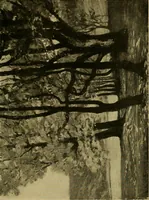 Picture 51 of 68 from Modern paintings by German and Austrian masters (1916), leaf 270
