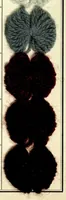 An illustration from Möglichst lichtechte Nüancen auf Wollgarn : hergestellt mit sauerziehenden Farbstoffen (1930)