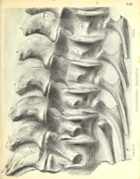 Picture 2 of 5 from A monograph of the fossil Reptilia of the Liassic formations (1861), leaf 243