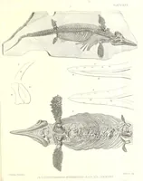 An illustration from A monograph of the fossil Reptilia of the Liassic formations (1861)
